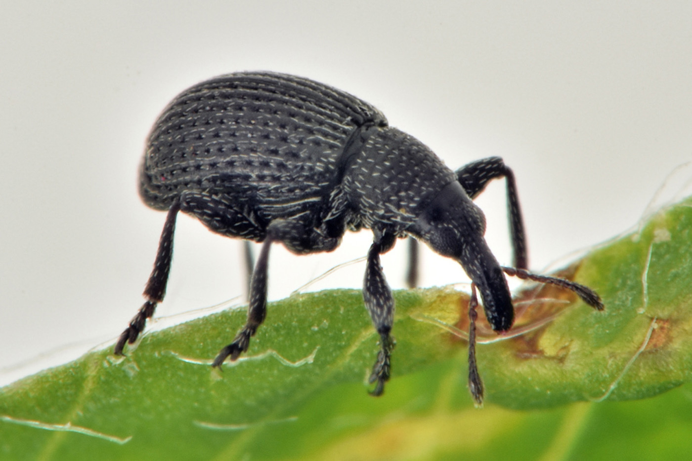 Apionidae:  Perapion sp?